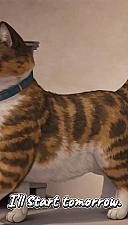 Скриншот Chonky Cat