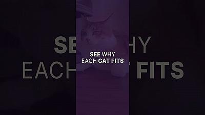 Скриншот Feline Finder - When Adopting