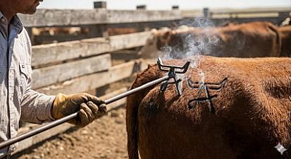 Скриншот CattleBrandAI